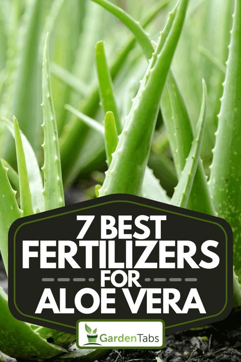 Aloe Vera Fertilizers: Boost Your Plant's Growth with These Top Choices Ways To Use Aloe Vera Plant, How To Replant Aloe Vera Plant, How To Keep Aloe Vera Plant Alive, Best Soil For Aloe Vera Plant, How To Extract Aloe Vera Gel From Plant, Aloe Vera Care, Diy Fertilizer, Succulent Fertilizer, Succulent Species