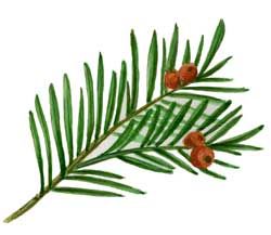 Yew Tree Leaf Yew Tree, Poisonous Plants, Wedding Inspiration Fall, Tree Leaves, Autumn Wedding, Fall Wedding, Body Art, Wedding Reception, Plant Leaves