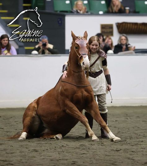 Liberty Horse Training, Horse Liberty, Liberty Horse, Elizabeth James, Sport Horse, Horse Training, 2024 Vision, Pose Ideas, Horse Riding