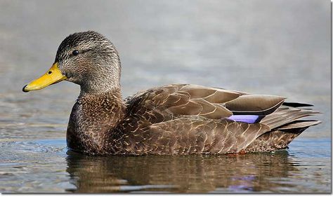 American Black Duck, Duck Identification, Duck Photos, Colorado Birds, Waterfowl Taxidermy, Duck Species, Ducky Duck, Big Duck, Duck Pictures