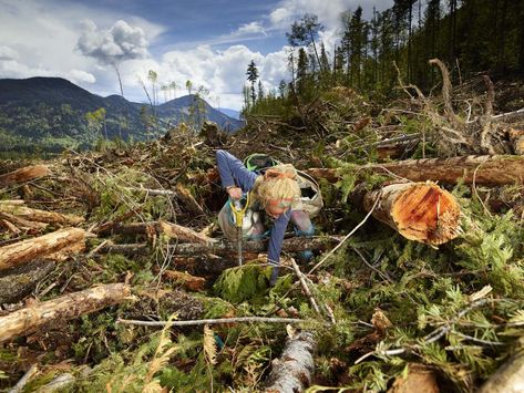 Tree planting is a rite of passage for young Canadians“It’s an experience that is hard to put in words.” A photographer reflects on how the excruciating work prepared her for a career covering conflict. Logging Industry, Forest Ecosystem, Tree Planters, Arbour Day, New Forest, Gods And Goddesses, Photojournalism, Natural History, Botany