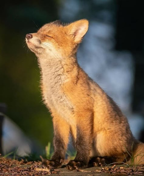 St Francis Of Assisi, Fox Pictures, Animal Study, Pet Fox, Francis Of Assisi, Baby Fox, Cute Fox, Amazing Animals, Cute Animal Photos