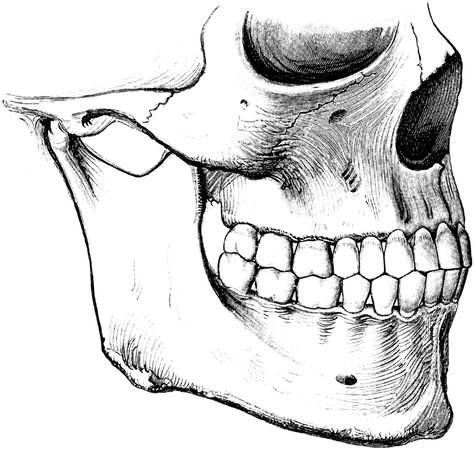 Description: To show the relation of the upper to the lower teeth when the mouth is closed. The manner in which a tooth of one row usually strikes against two teeth of the opposite row, and the resulting interlocking of the teeth, is to be noted. Source: Cunningham, D.J. Textbook of Anatomy (New York: William Wood and Co., 1903) 972 Tooth Drawing Sketches, Teeth Drawings, Tooth Sketch, Tooth Drawing, Skull Teeth, Teeth Clipart, Teeth Images, Teeth Drawing, Skull Anatomy