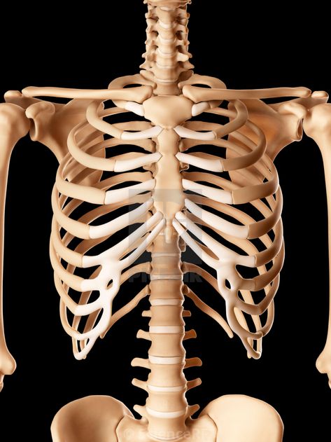 Posing Skeletons, Muscles Illustration, Rib Cage Drawing, Rib Cage Anatomy, Human Rib Cage, Bone Drawing, Jaw Muscles, Computer Illustration, Revolution Art