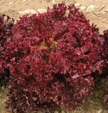 Water Trough Planter, Seed Inventory, Growing Cabbage, Red Lettuce, Types Of Lettuce, Trough Planter, Sunflower Family, Leaf Vegetable, Lettuce Seeds