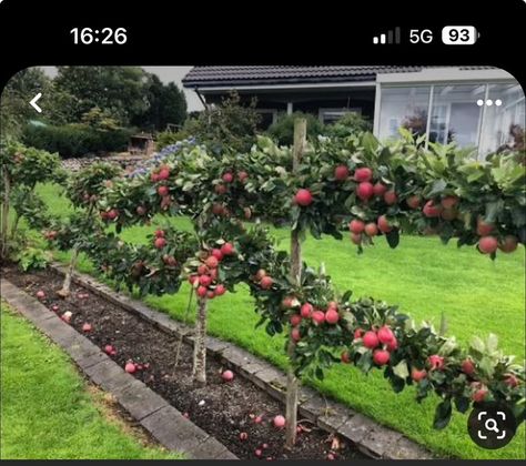 Espalier Fruit Trees, Fruit Tree Garden, Fruit Growing, Growing Fruit Trees, Potager Garden, Edible Landscaping, The Secret Garden, Growing Fruit, Fruit Garden