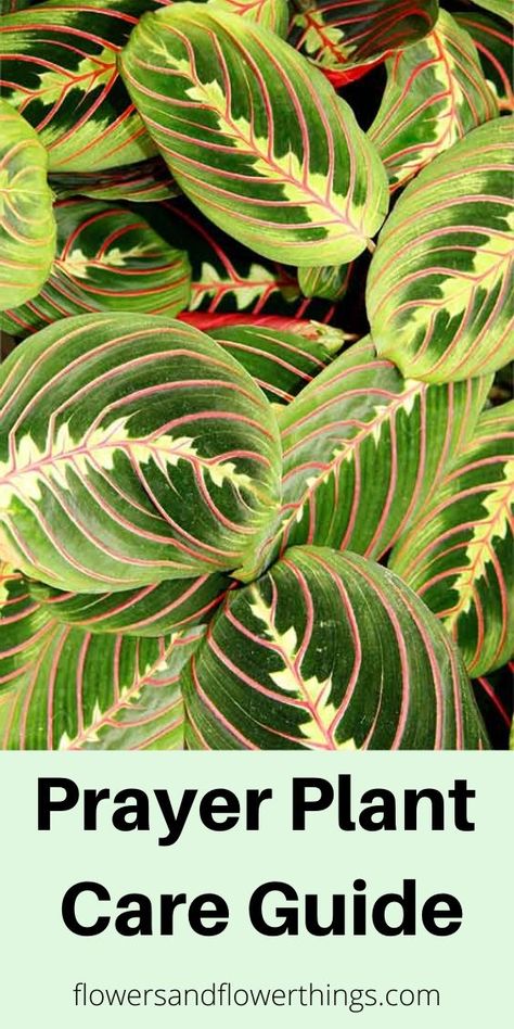 Different Plant Leaves, Praying Plant Care, Pinstripe Calathea Plant Care, Red Prayer Plant, Red Maranta, Red Maranta Prayer Plant, Prayer Plant Care, Calathea Maranta Leuconeura, Calathea Plant