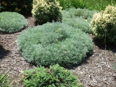 Artemisia schmidtiana "silver mound",bright silver foliage, 16'Wx10-14"H, full sun, if middle splits soil is likely too rich or poor - divide the plant. zones 4-8 Artemisia Plant, Silver Mound, Full Sun Perennials, Rock Garden Plants, Moon Garden, Grey Gardens, Sun Plants, Garden Care, Perennial Garden