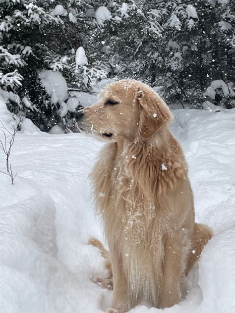 Parker the golden relax in the snow Old Money Golden Retriever, Golden Retriever Snow, Golden Retriever Winter, Dog Goals, Winter Cabin, Best Dog Breeds, Viking Warrior, Snow Storm, Golden Retrievers