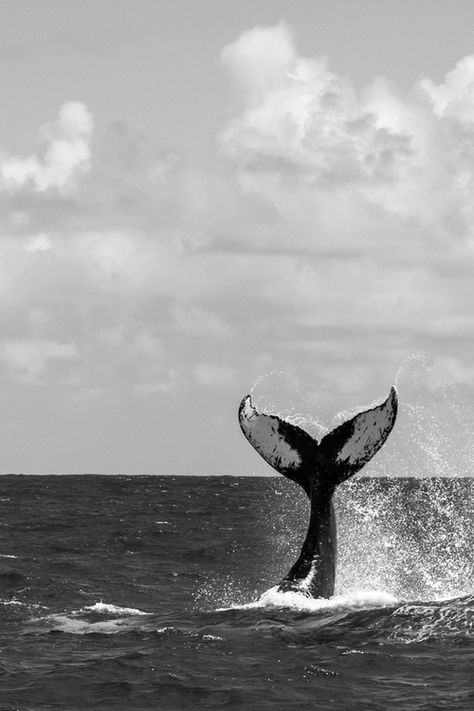 whale | love | peaceful | ocean | sea | beautiful giant | tail | black  white | photography | cool | freedom Whales Tail, A Whale, Whale Tail, Marine Mammals, Humpback Whale, Killer Whales, Ocean Creatures, Marine Animals, Ocean Animals