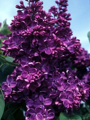 syringa vulgaris yankee doodle. darkest purple, heavy ... Syringa Vulgaris, Yankee Doodle, French Lilac, Lilac Bushes, Purple Garden, Purple Lilac, Trees And Shrubs, Dream Garden, Garden Center