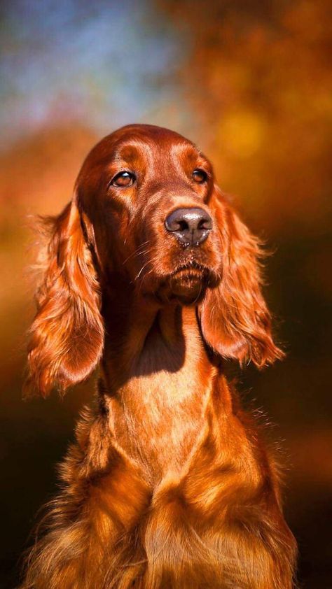 Red Setter Dog, Irish Setter Puppy, Irish Red Setter, Red Setter, Red And White Setter, White Lions, Dogs Photography, Irish Setter Dogs, Irish Setters