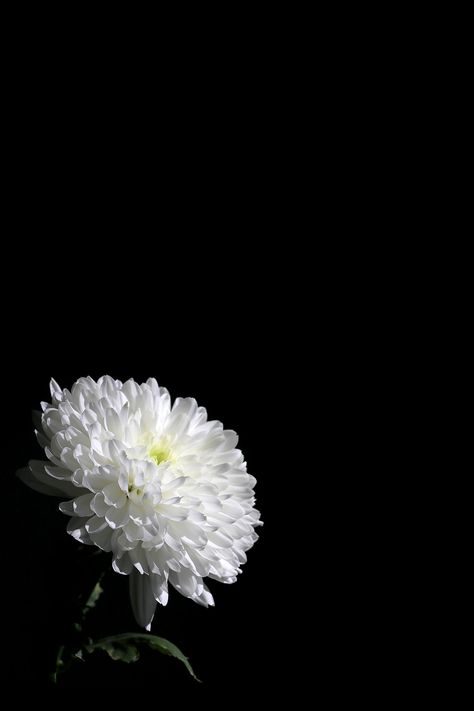 holy light Bosu Workout, 숲 사진, Type Wallpaper, Soul Collage, Flowery Wallpaper, Lovely Flowers Wallpaper, Flower Iphone Wallpaper, Dark Flowers, Plant Wallpaper