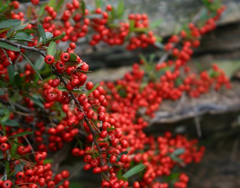 Pyracantha Berry bush.  An intoxicant for birds :^) love to use this in fall decor Scrub Ideas, Jim Dandy, Winterberry Holly, Broadleaf Evergreen, Habitat Garden, Grand Garden, Gardening Zones, Plant Catalogs, Holiday Arrangement