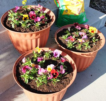 Planting Flower Pots 101 - a great intro for beginners, and great refresher for flower pros! :-) Making Plant Pots, Types Of Roses, Gardening 101, Pot Designs, Gardening For Beginners, Lawn And Garden, Types Of Flowers, Container Plants, Dream Garden