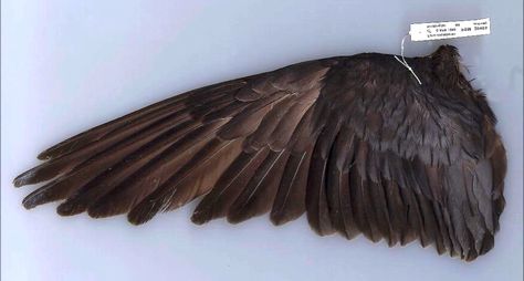 Black merlin falcon wing - source: Merlin falconry (YouTube) Falcon Wings Drawing Reference, Merlin Falcon, Falcon Wings, Feather Identification, Saul Steinberg, Wings Drawing, Peregrine Falcon, Brown Bird, Animal Study