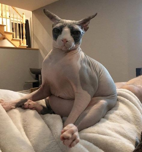 Fat Hairless Cat, Cute Hairless Cat, Sphinx Cat, Dream's Cat, Hairless Cat, Silly Cats Pictures, Sphynx Cat, Drawing Inspo, Silly Animals