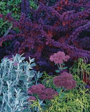 Fall Fireworks - FineGardening Autumn Joy Sedum, Chamaecyparis Pisifera, Landscape Shrubs, False Cypress, Berberis Thunbergii, Japanese Barberry, Landscaping Shrubs, Plant Combos, Gardens Ideas