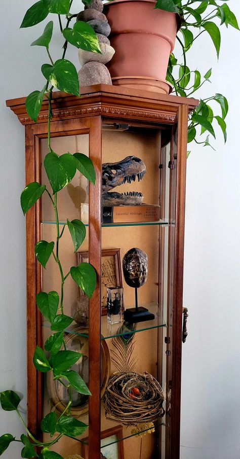 Vintage curiosity cabinet display with biology and nature inspired decor. #Charlesdarwin #naturalistdecor #livingroomdecor #sciencedecor Biology Bedroom Decor, Vintage Explorer Aesthetic Decor, Cabinets Of Curiosity, Goblin Core House Decor, Vintage Display Cabinet Ideas, Nature Themed Home Decor, Curiosity Cabinet Diy, Adventurecore Room, Adventurecore Bedroom