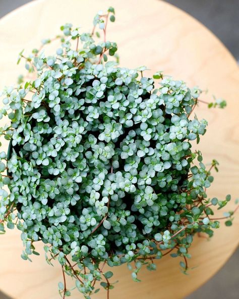 Folia Collective on Instagram: “These might be one our favorite recent arrivals. Okay we actually have many favorites, but these Pilea glauca (or Pilea libanensis) are…” Pilea Libanensis, Creeping Ground Cover, Pilea Glauca, Sansevieria Cylindrica, Pilea Peperomioides, Christmas Cactus, Terrarium Plants, Perfect Plants, Hanging Pots