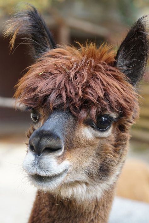 Alpaca Pictures, Funny Animal Faces, Llama Alpaca, Animal Faces, Animal Wallpaper, Animal Tattoos, Animal Photo, Animal Kingdom, Animal Photography