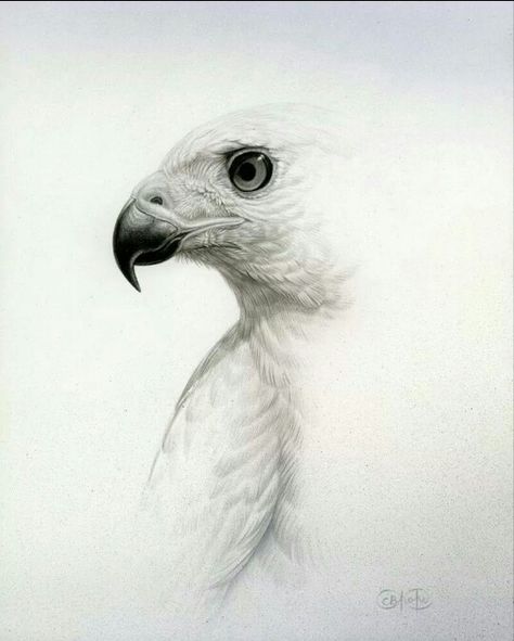 .. Eagle Drawing, Eagle Art, Wildlife Artists, Bird Artwork, Owl Bird, Pencil Art Drawings, Animal Sketches, Bird Drawings, Watercolor Bird