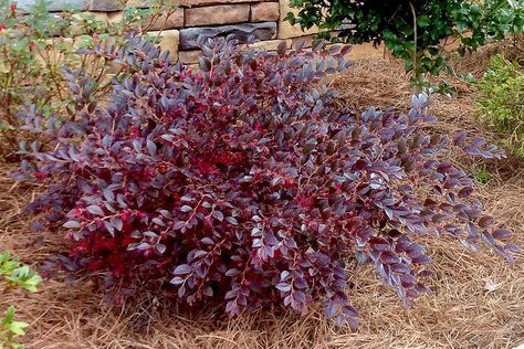 Purple Daydream Loropetalum, Lorapetulam Bush, Mass Planting, Front Yards Curb Appeal, Yard Inspiration, Daydream Believer, Purple Pixie, Flower Tower, Pink Azaleas