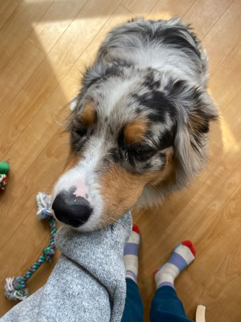 Australian Shepherd Aesthetic, Aesthetic Australian Shepherd, Dog Aesthetic Australian Shepard, Aussies Puppies, Australian Shepherd Mix With Blue Healer, Australian Shepherd On Beach, Cute Animals Puppies, Cute Dog Photos, Very Cute Dogs