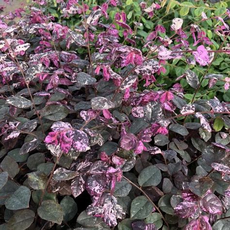 I just love this shrub... 'Jazz Hands Variegated Loropetalum also know as Chinese fringe-flower!!  LOROPETALUM_JAZZ_HANDS_VARIEGATED_CHINESE_FRINGE_FLOWER_GC_LORJV_01 Jazz Hands Loropetalum, Loropetalum Landscape Ideas, Chinese Fringe Flower, Plants For Sun, Foundation Plants, Perennial Sunflower, Fringe Flower, Cut Garden, Types Of Ferns