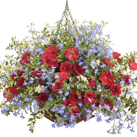 Only in American | Proven Winners Proven Winners Hanging Baskets, Proven Winners Containers Recipes, Proven Winners Containers, Country Yard, Summer Planters, Plant Planters, Proven Winners Plants, Summer Planter, Fall Containers