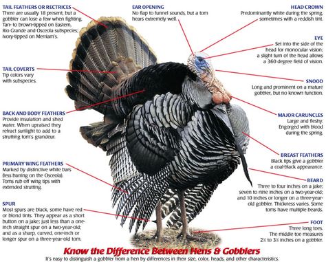 Turkey+Anatomy | Tuesday, November 17, 2009 Turkey Parts Recipe, Raising Turkeys, Turkey Drawing, Bow Hunting Deer, Turkey Farm, Turkey Project, Deer Hunting Tips, Turkey Calling, Turkey Time