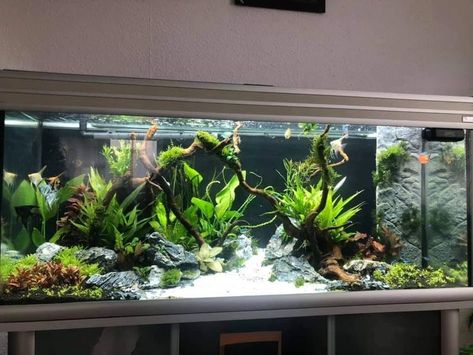 150 Gallon Aquarium Ideas, 55 Gallon Aquascape, 45 Gallon Fish Tank Ideas, 55 Gallon Fish Tank Ideas, 125 Gallon Aquarium, Community Fish Tank, Fish Tank Wall, Fish Tank Ideas, Fish Tank Themes