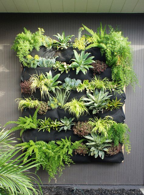 Plants Against Wall Outdoor, Plants Against Wall, Deck Redo, Hanging Garden Ideas, Plant Walls, French Country Decorating Living Room, Living Wall Art, Beautiful Wall Hanging, Sun Loving Plants