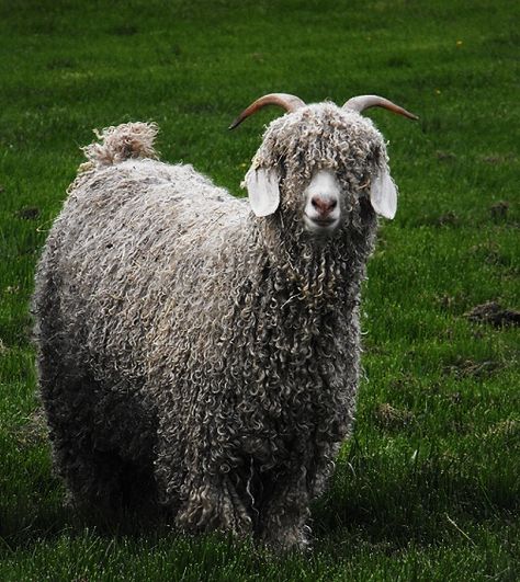 AWWWWWWWWWWWWWWWWWWX Angora Sheep, Angora Goats, Country Life, Goats, Sheep, Art Reference, Canon, Cute Animals, Animals