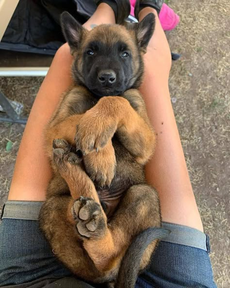 Belgian Malinois Puppies, Malinois Puppies, Belgian Malinois Dog, Aesthetic Dog, Malinois Dog, Pretty Dogs, Belgian Malinois, Baby Puppies, Cute Dogs And Puppies