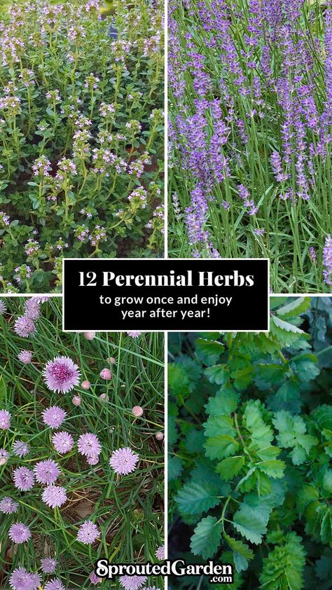 Plant these herbs once, enjoy forever! Discover 10 perennial herbs plus 2 prolific self-seeders for a lush herb garden that returns year after year. Perfect for gardeners of all skill levels, perennial herbs making gardening a total, hassle-free joy that saves you both time and money. Get planting tips, suggested uses, and USDA zone information, all at SproutedGarden.com. Perrenial Herbs, Herb Companion Planting, Herbs To Plant, Growing Herbs At Home, Bay Laurel Tree, Perennial Garden Plans, Herbs To Grow, Laurel Tree, Medicinal Herbs Garden