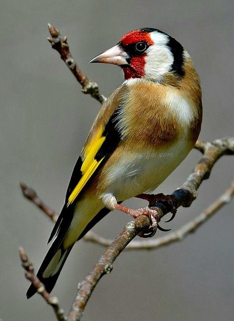 Bird Photos Photography, European Goldfinch, Wild Birds Photography, Bird Facts, Photography Macro, World Birds, Most Beautiful Birds, Australian Birds, Nature Birds