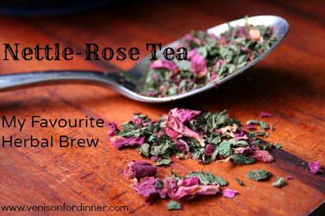 Nettle Rose Tea - Venison For Dinner Nettle Tea Recipe, Mountain Rose Herbs Recipes, Venison For Dinner, Nettle Tea, Tea Blends Recipes, Healing Tea, Mountain Rose Herbs, Herbal Teas Recipes, Healthy Drinks Smoothies