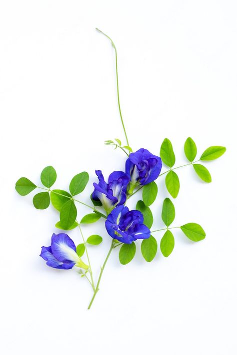 Premium Photo | Butterfly pea flower with leaves on white background. Butterfly Pea Flower Tattoo, Butterfly Blue Pea Flower, Bunga Telang Aesthetic, Clitoria Flower Tattoo, Blue Butterfly Flower, Blue Pea Flower, Blue Butterfly Pea Flower, Photo Butterfly, Bunga Telang