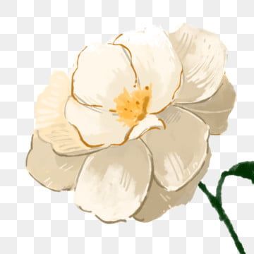 Camelia Drawing, Camelia Painting, Camelia Illustration, Camellia Flower Aesthetic, White Flower Drawing, Railway Logo, White Camelia, Png Prints, Camelia Flower