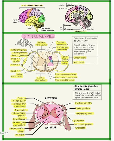 Brain And Spinal Cord Drawing, Student Notes Aesthetic, Premed Student, Anatomy Help, Spinal Cord Anatomy, Nervous System Anatomy, Brain Diagram, Anatomy Notes, Brain And Spine