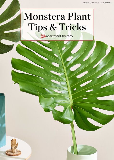 Houseplant Ideas, Propagation Tips, Monstera Plant Care, Growing Food Indoors, Plant Fertilizer, Plant Tips, Moss Covered, Gothic Garden, Garden Vines