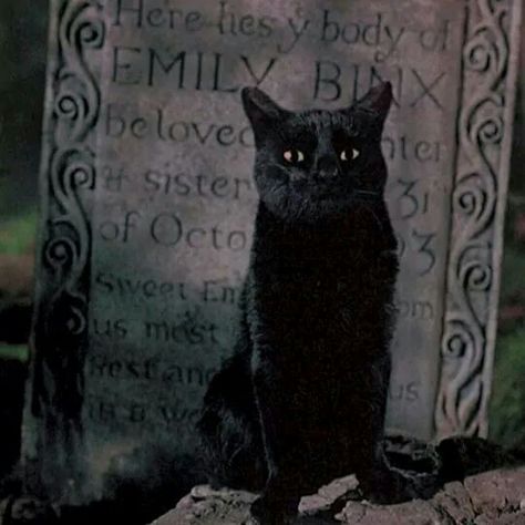 Thackery Binx, Hocus Pocus Movie, The Sanderson Sisters, Hocus Pocus 2, Black Cat Aesthetic, Failed Attempt, Tim Burton Movie, I Love Cinema, Sanderson Sisters