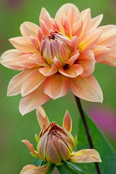 Dahlia Flower Arrangements, How To Grow Dahlias, Grow Dahlias, Sarah Raven, Growing Dahlias, Planting Pot, Gladioli, Dahlia Flower, Garden Soil