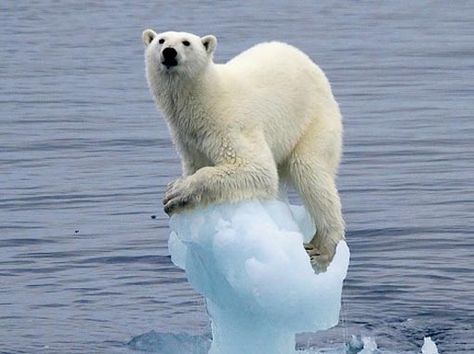 Polar Bear clinging on to cracking, melting ice. Global warming is making life very tough for these awesome animals. Shorter winters mean less hunting time, and less chance to fatten up to help produce strong and healthy cubs. :(  Don't, as yet, know the photographer of this shot. Fauna Marina, Polar Bears, Endangered Species, 귀여운 동물, Beautiful Creatures, Animal Kingdom, Polar Bear, Mammals, Animal Pictures