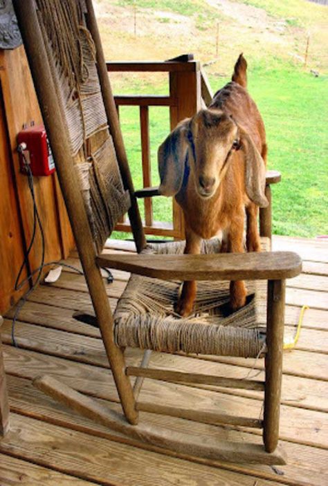 Happy Goat, Goat Farm, Farm Living, Dairy Goats, Mountain Laurel, A Goat, Goat Farming, Farms Living, Baby Goats