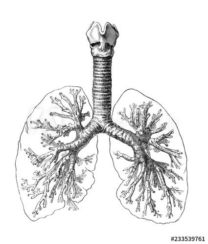 Stock Image: Vintage illustration of anatomy, human respiratory system: bronchi, trachea and lungs Respiratory System Drawing Aesthetic, Respiratory System Aesthetic, Lungs Drawing, Respiratory System Anatomy, Anatomy Artwork, Lungs Art, Human Respiratory System, Lung Anatomy, Human Lungs