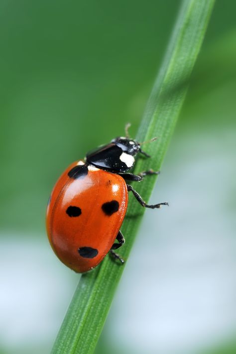 Did You Know That You Are Supposed to Put Live Ladybugs in The Fridge? Nature Photography Insects, Ladybug Pictures Image, Ladybird Photography, Bugs Reference, Bugs Photography, Insects Pictures, Ladybug Animal, Bug Pictures, Insect Pictures