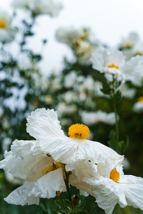 Beautiful Flowers! Hermosa flor - nativa California Matilija Poppy Bouquet, Matilija Poppy, Northern Mexico, The Botanist, Poppy Bouquet, California Plants, White Poppy, Wind And Rain, Wedding Idea