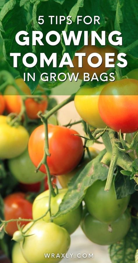 Get the best 5 tips for growing tomatoes in grow bags here. Tomatoes are versatile, they come in different varieties, and the good thing about a tomato plant is that you can grow them anywhere, even in grow bags. Learn how to get started growing tomatoes in bags and read on! | Container Plants Outdoor Container Gardening Ideas, Grow Bags Gardening, Fabric Grow Bags, Container Vegetable Gardening, Vegetable Trellis, Arizona Garden, Tips For Growing Tomatoes, Growing Tomato Plants, Arizona Gardening